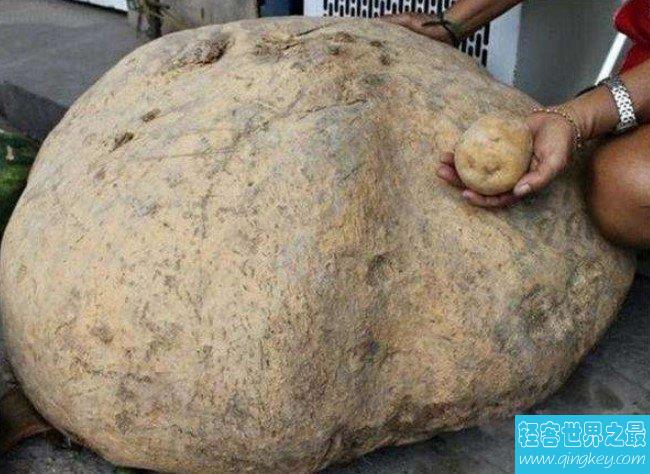 世界上最大的土豆，这个土豆竟然重达80斤！