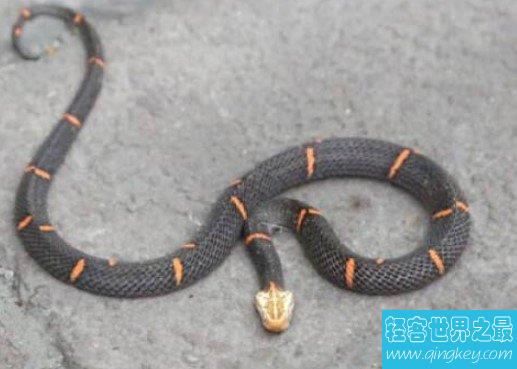 世界上最让人头疼的蛇，喜玛拉雅白头蛇绝食至死