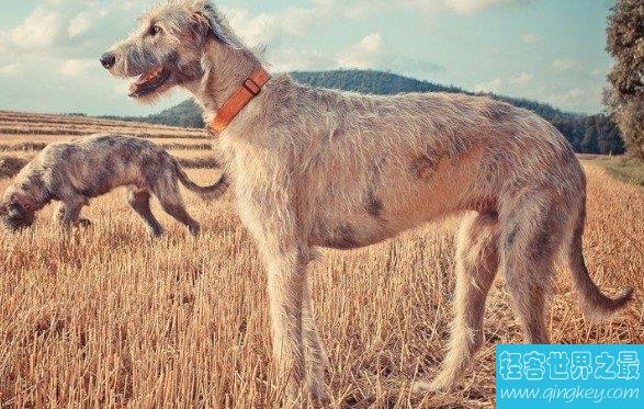 巨型爱尔兰猎狼犬尾巴长76.8厘米,创吉尼斯世界记录