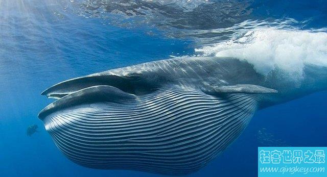 世界上最大吃货，蓝鲸一天能吃近3辆车（5吨）