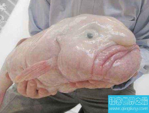 世界上最丑的鱼,也被评选为最忧伤的鱼