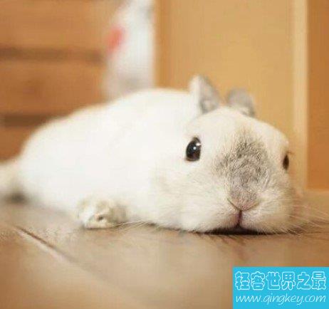 世界上最小的宠物兔，荷兰侏儒兔超聪明