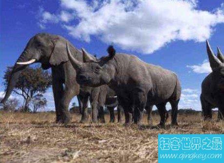 史上最大的有角犀牛，体长超过8米，重达8吨