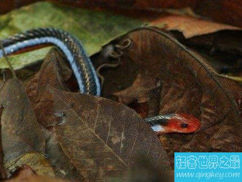 世界上最神秘莫测的蛇，蓝长腺珊瑚蛇