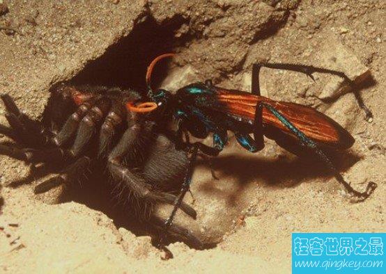 沙漠蛛蜂 世界第二痛昆虫