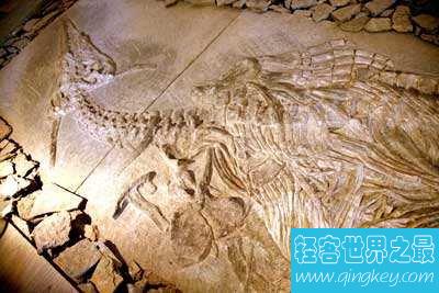 龙真的存在  2亿年前的化石证明龙不只是神话
