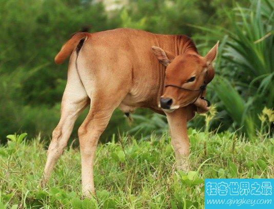 世界上最小的牛，天台小狗牛仅一般狗大小