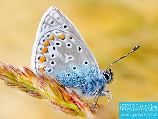 是何让蝴蝶度过600年时光？