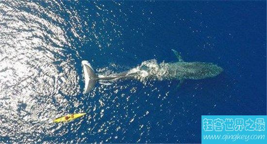 世界上最大的动物蓝鲸 它吃一顿竟然够我们吃几十年！