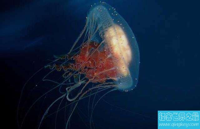 深海最恐怖的生物：冥河水母极像“摄魂怪”