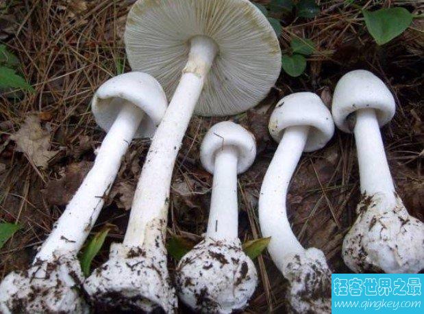 世界毒性最大最强的蘑菇，死亡天使蘑菇