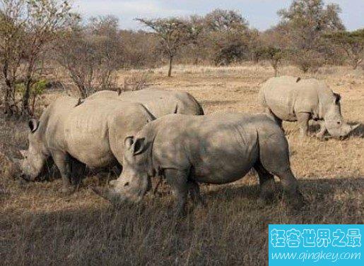 世界上最大的犀牛，白犀牛被40名武装部队24小时保护