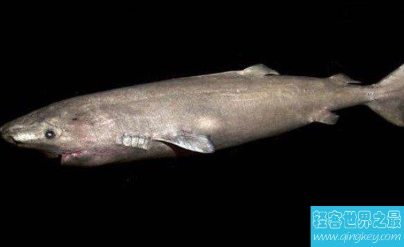 最长寿的脊椎动物格陵兰鲨鱼，156岁后才开始找配偶