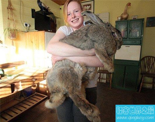 世界上最胖的兔子，大流士兔重45斤（每天吃12根胡萝卜）