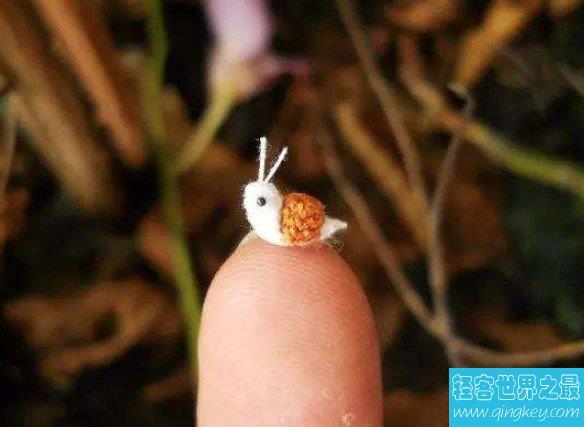 世界最小的蜗牛，可以放进针的穿线洞里