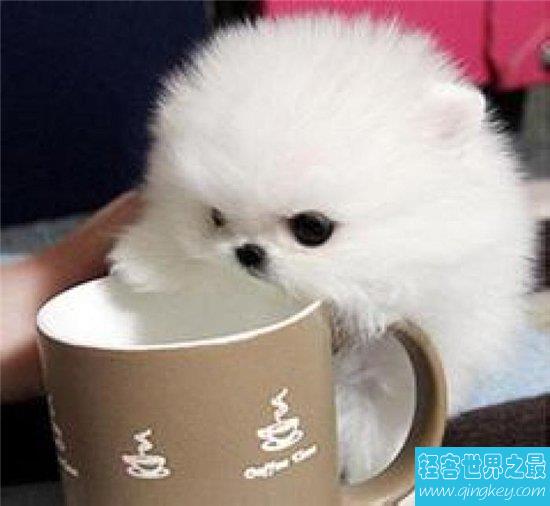 茶杯犬的价格与纯度有关，最高曾卖到上万元一只