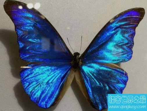 世界上最美丽的蝴蝶，全中国仅有3只