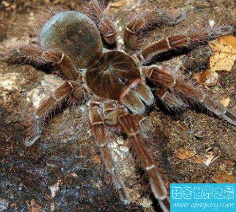 世界上最大的蜘蛛，蜢蜘张开爪子可达38厘米宽