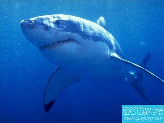 世界上最恐怖的动物，食人鲨毒水母了解下