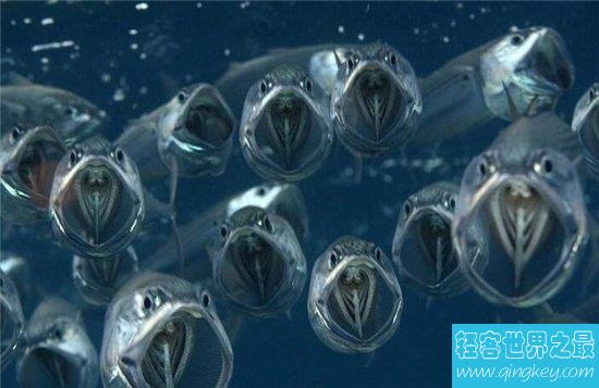 世界上最罕见的鱼，探寻大海深处的幽灵鱼！