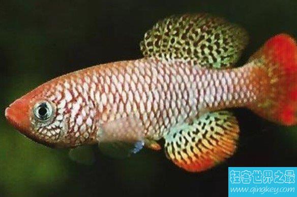 世界上生命最短暂的鱼，佛泽瑞尾鳉鱼