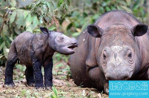 世界上最小的犀牛，全球独一无二的双角犀牛！