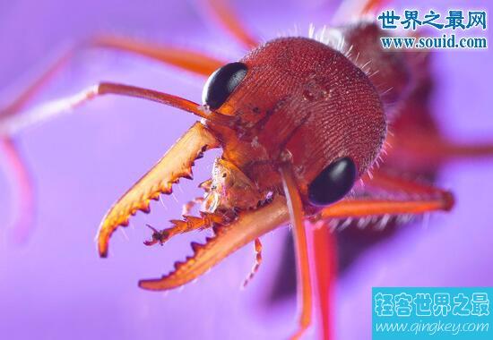 世界上最凶猛的蚂蚁，巨型蚂蚁(被盯上你就会成白骨)