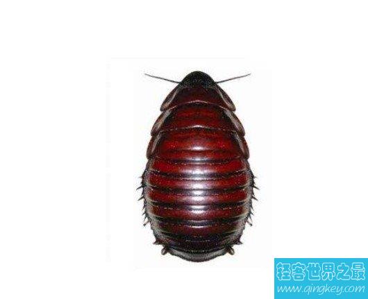 世界上最大的蟑螂---犀牛蟑螂的体型可达10厘米左右
