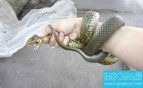 世界上最友好的蛇，与人相处很融洽。