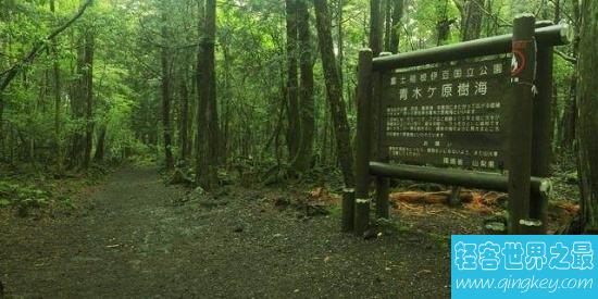 世界十大最恐怖的森林，日本自杀森林，已发现600人自杀！