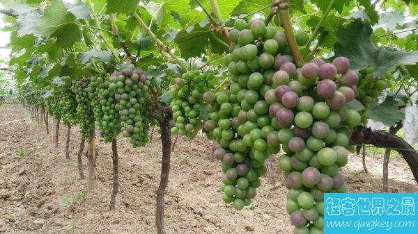 中国种植葡萄始于什么朝代  中国最早的葡萄种植