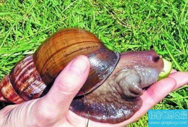 世界上最大的蜗牛，和人的手掌大小差不多