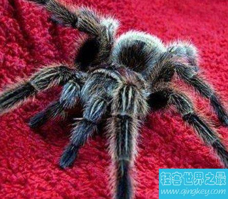 最受欢迎的宠物蜘蛛，叫做智利火玫瑰蜘蛛