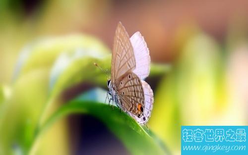 世界上最小大蝴蝶，最小的只有13毫米。