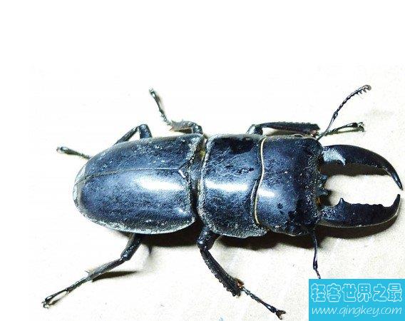 世界上最大的锹甲虫，长12.3厘米的长颈鹿锯锹