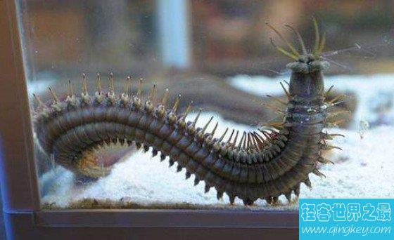 世界上最大的博比特虫的体型达到3米左右