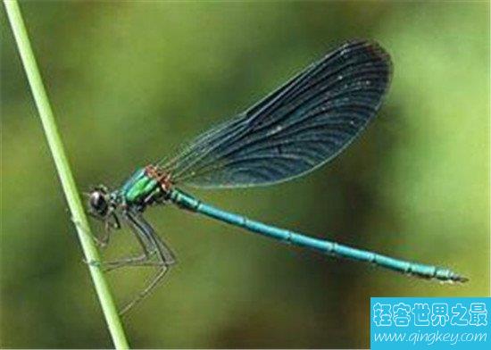 世界上飞的最快的昆虫，时速58km的蜻蜓见过没有