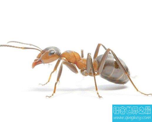 1亿年前的远古巨型蚂蚁，携带致命病毒对人类造成威胁