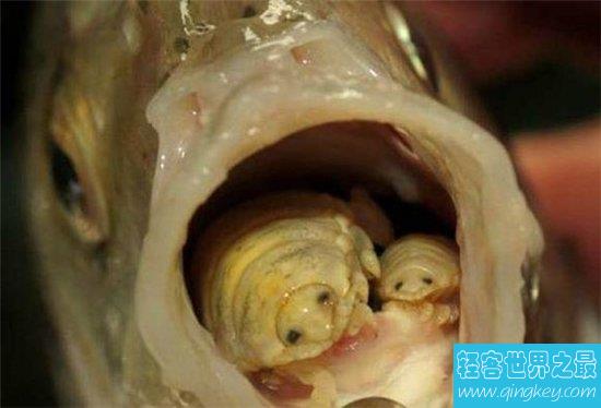 外星寄生虫潜入鱼鳃，是一种能代替寄生器官的生物