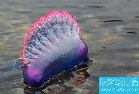 世界上最毒的水母，被蜇伤立即休克