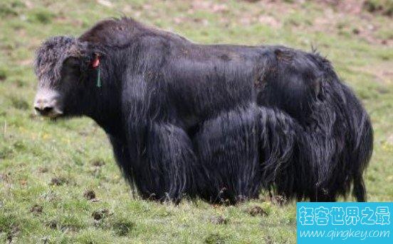 世界上首个无角牦牛，“阿什旦”牦牛在青海培育成功