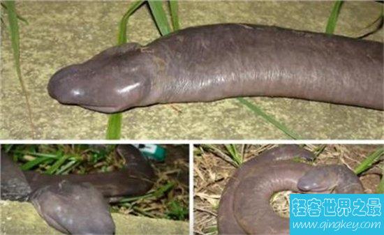 世界上最奇异的蛇，排名第一的蛇你绝对没见过！