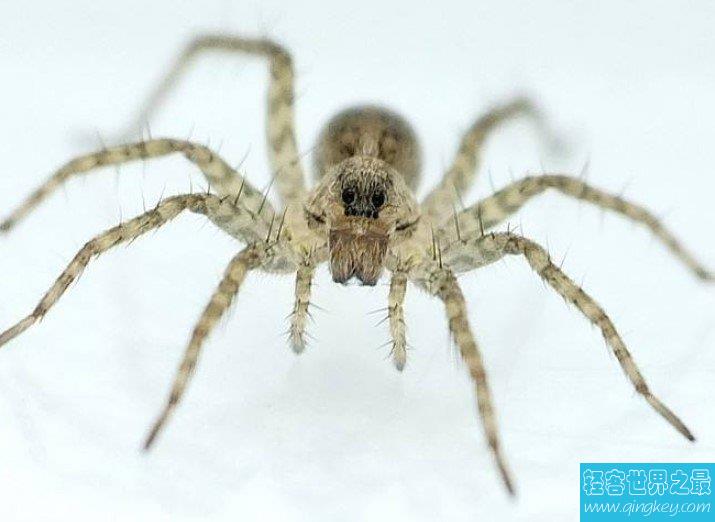 世界上最大的蜘蛛,和拳头大小差不多，长着八个眼睛