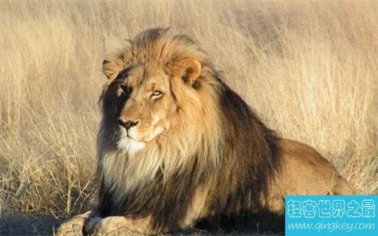 世界上最小的狮子，索马里狮子虽然小但是强大无比