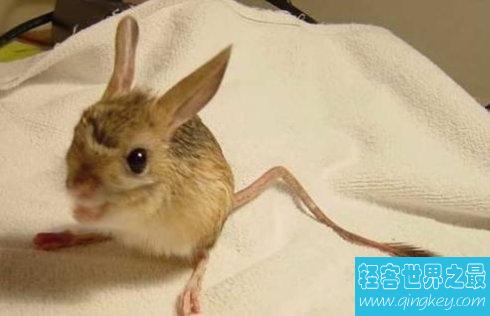 世界上耳朵最长的鼠，耳朵比半个身子都长。
