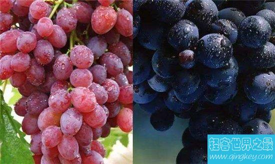 提子和葡萄的区别，两者之间的营养价值不同
