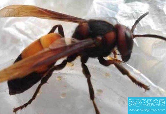 世界上最毒的毒蜂之一，螫死人纪录最多的毒蜂