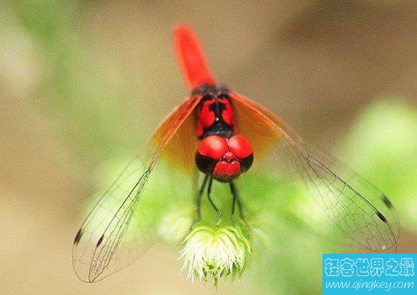 世界上最小的蜻蜓，侏红小蜻是蜻蜓中的侏儒品种