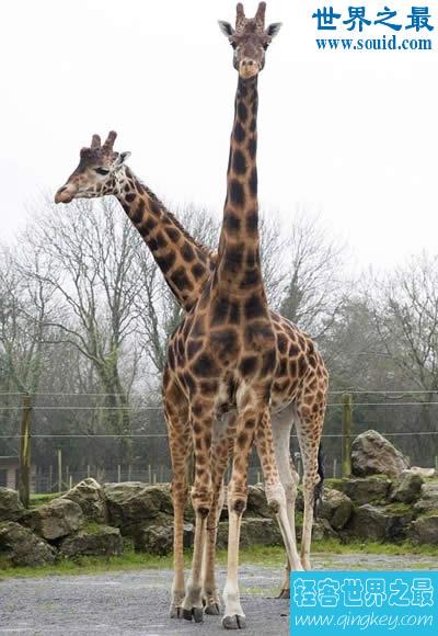 世界上最大最高的长颈鹿，高达6米(太高致还是光棍)
