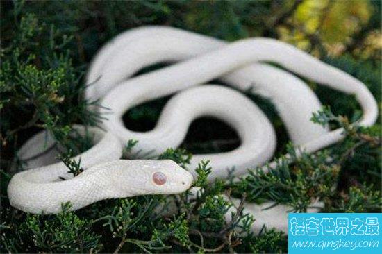 虬褫多次出现在茅山后裔中，是蛇的终极进化体